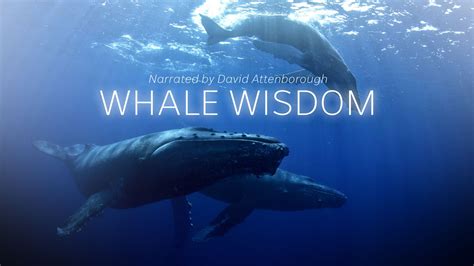 Their environment's different, their senses are different,. . Whale wisdom